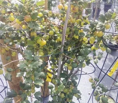 Ribes uva-crispa 'Tatjana' CAC Ribes uva-crispa 'Tatjana' CAC