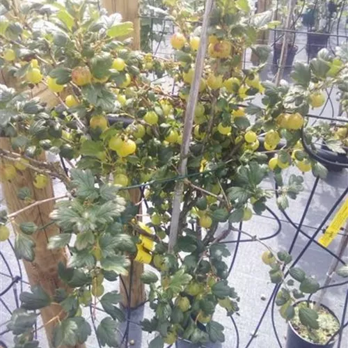 Ribes uva-crispa 'Tatjana' CAC