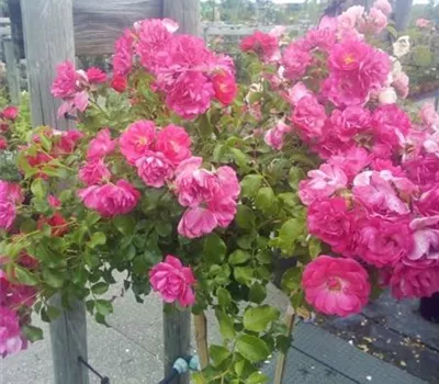Rosa 'Heidefeuer' -R- BDR IV