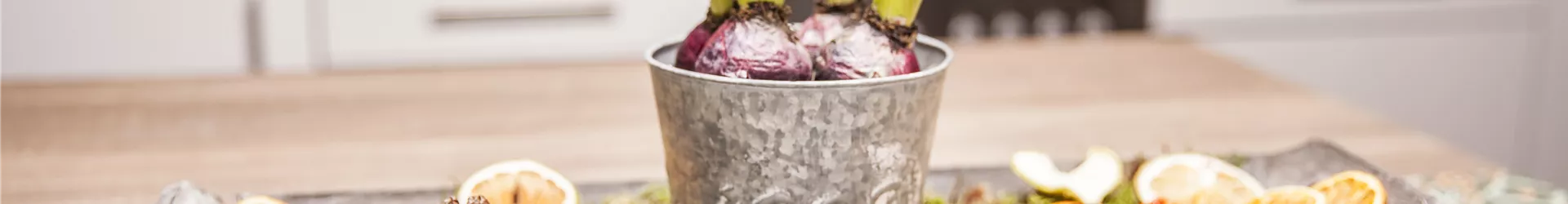 Hyacinthus orientalis