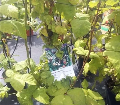 Rubus frut.'Theodor Reimers' CAC Rubus frut.'Theodor Reimers' CAC