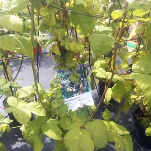 Rubus frut.'Theodor Reimers' CAC