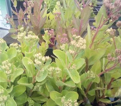 Sedum telephium 'Mr Goodbud'