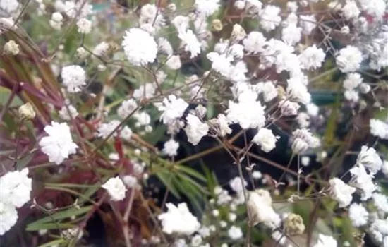 Gypsophila paniculata 'Bristol Fairy' Gypsophila paniculata 'Bristol Fairy'