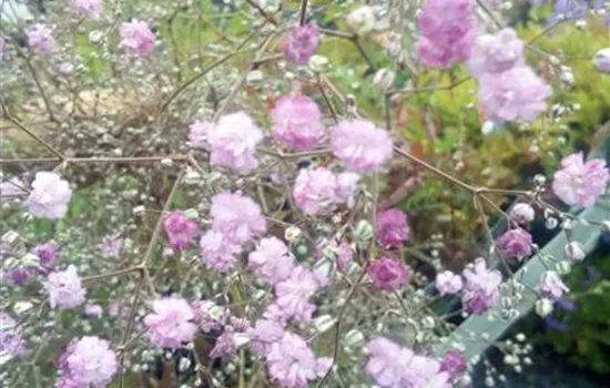 Gypsophila paniculata 'Flamingo' Gypsophila paniculata 'Flamingo'