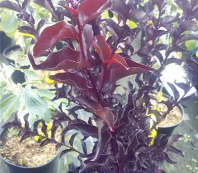 Lagerstroemia indica 'Crimson Red' Lagerstroemia indica 'Crimson Red'