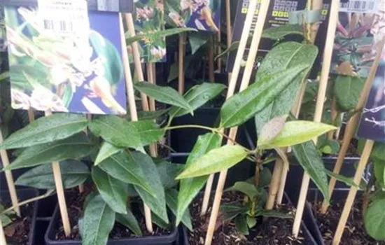 Lonicera henryi 'Copper Beauty' Lonicera henryi 'Copper Beauty'