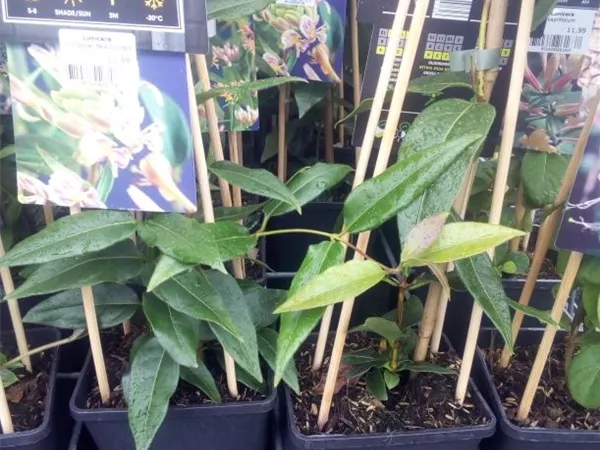 Lonicera henryi 'Copper Beauty'