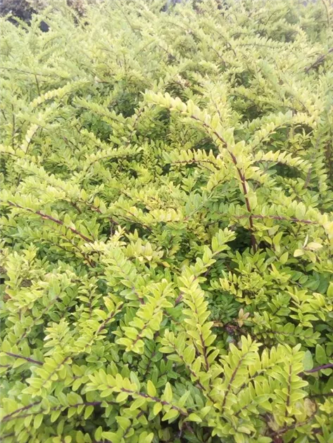 Lonicera nitida 'Maigrn', Heckenmyrte - GartenBaumschule Fuhs