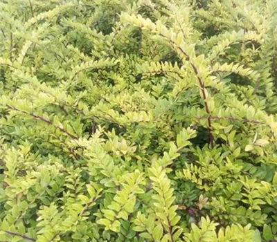 Lonicera nitida 'Maigrün' Lonicera nitida 'Maigrün'