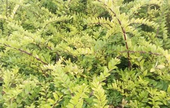Lonicera nitida 'Maigrün' Lonicera nitida 'Maigrün'