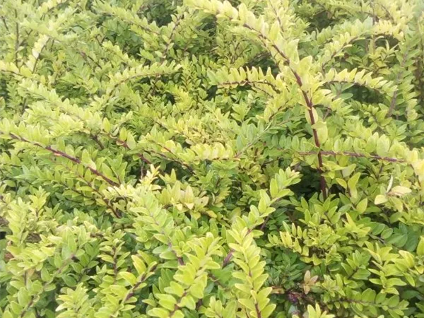 Lonicera nitida 'Maigrün' Lonicera nitida 'Maigrün'