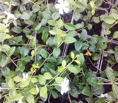 Vinca minor 'Elisa' -R- Vinca minor 'Elisa' -R-