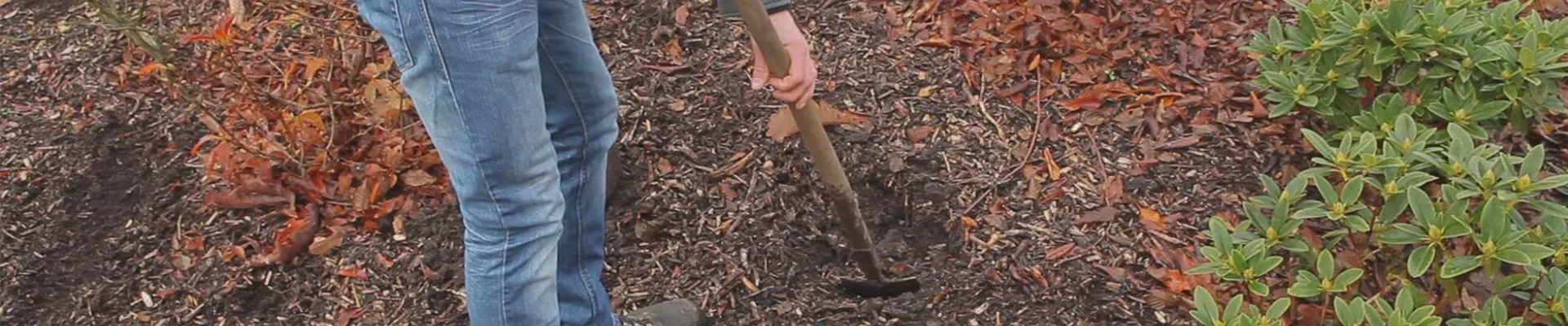 Rhododendron - Einpflanzen im Garten (thumbnail) Rhododendron - Einpflanzen im Garten (thumbnail)
