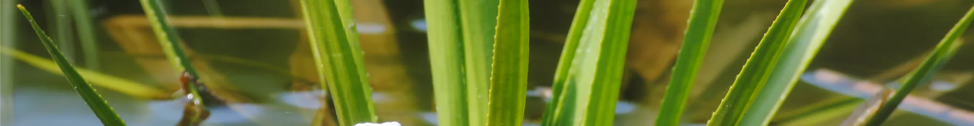 Stratiotes aloides Stratiotes aloides