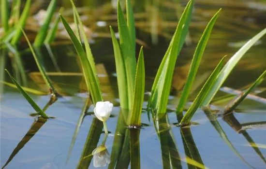 So machen Sie Ihren Miniteich winterfit  So machen Sie Ihren Miniteich winterfit