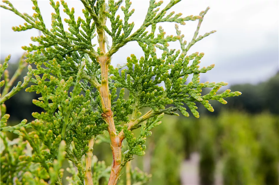 Thuja plicata 'Excelsa', Groer Lebensbaum - GartenBaumschule Fuhs