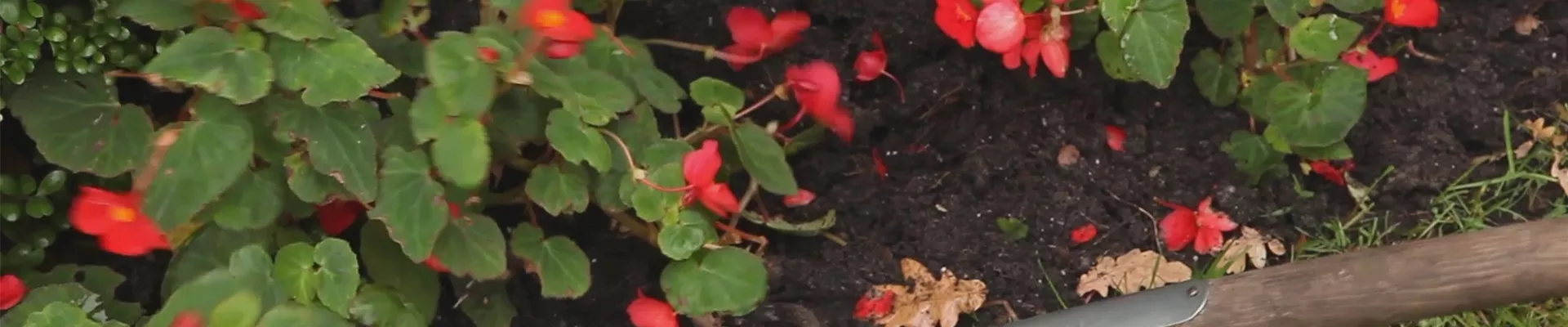 Begonien - Überwintern (thumbnail)