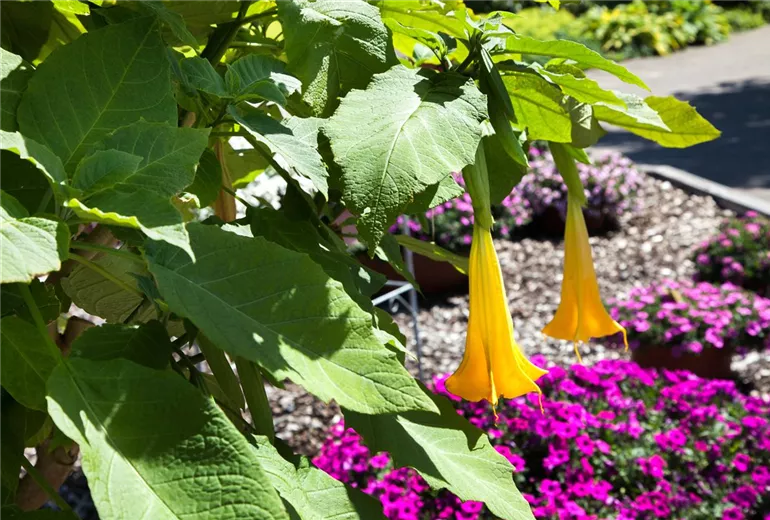 Brugmansia x candida Brugmansia x candida