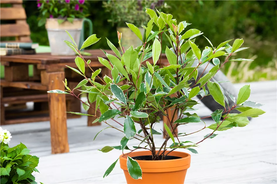 Photinia fraseri 'Louise', Glanzblatt - GartenBaumschule Fuhs