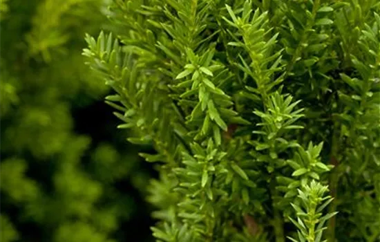 Taxus baccata 'Renke's Kleiner Grner' -R-, Eibe 'Renke's Kleiner Grner'  -R- -S- - GartenBaumschule Fuhs