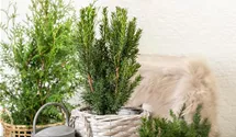 Taxus media 'Hillii', Kegel-Eibe - GartenBaumschule Fuhs