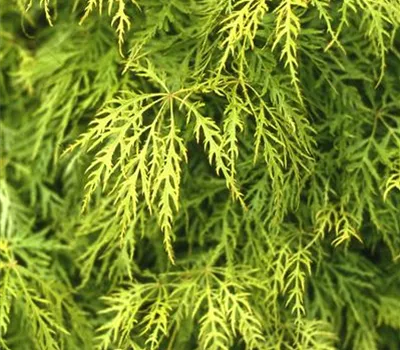 Acer palmatum 'Dissectum'