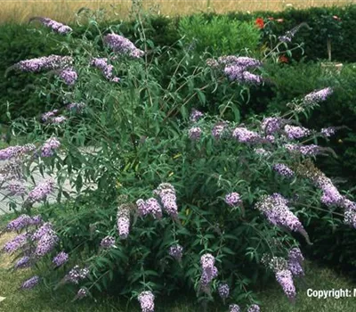 Buddleja 'Nanho Blue' Buddleja 'Nanho Blue'