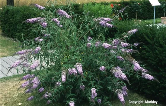 Buddleja 'Nanho Blue' Buddleja 'Nanho Blue'