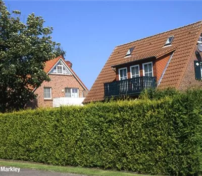 Cupressocyparis leyl.'Castlewellan Gold' Cupressocyparis leyl.'Castlewellan Gold'