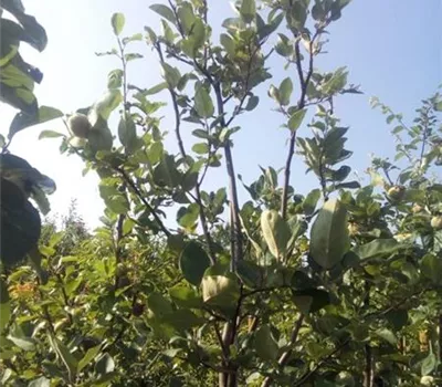 Cydonia 'Cydo Pom' CAC Cydonia 'Cydo Pom' CAC