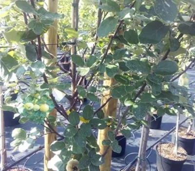 Cydonia 'Leskovac' CAC Cydonia 'Leskovac' CAC