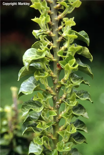 Hedera helix 'Erecta', Efeu 'Erecta' - GartenBaumschule Fuhs