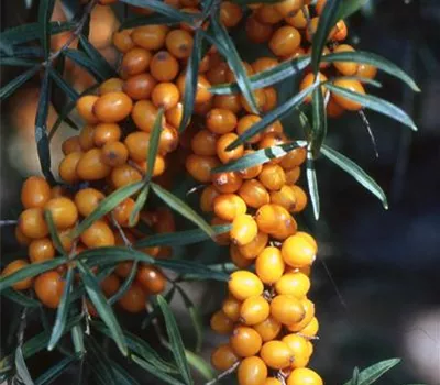 Hippophae rhamnoides 'Leikora' Hippophae rhamnoides 'Leikora'