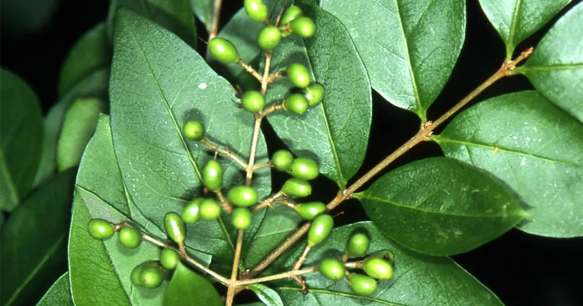 Ligustrum ovalifolium, Ovalblttriger Liguster - GartenBaumschule Fuhs