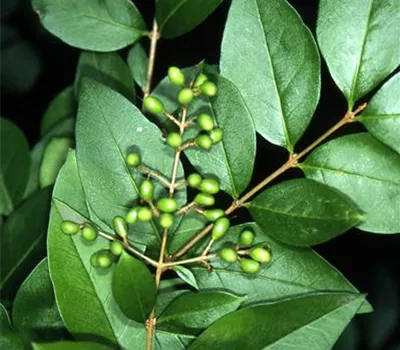 Ligustrum ovalifolium Ligustrum ovalifolium