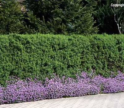 Ligustrum vulgare 'Atrovirens' Ligustrum vulgare 'Atrovirens'