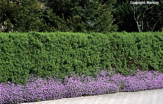Ligustrum vulgare 'Lodense', Zwerg-Liguster - GartenBaumschule Fuhs