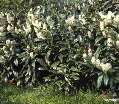 Prunus lauroc.'Herbergii'