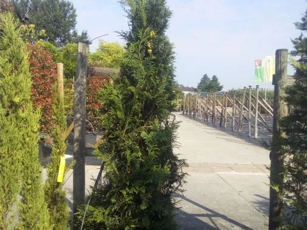 Thuja plicata 'Martin' Thuja plicata 'Martin'