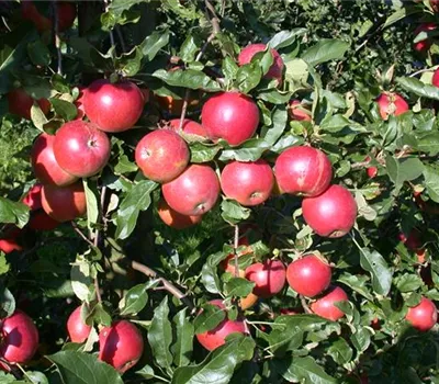 Malus 'Ecolette' -S- CAC