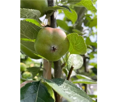 Malus 'Apistar' -R- CAC Malus 'Apistar' -R- CAC