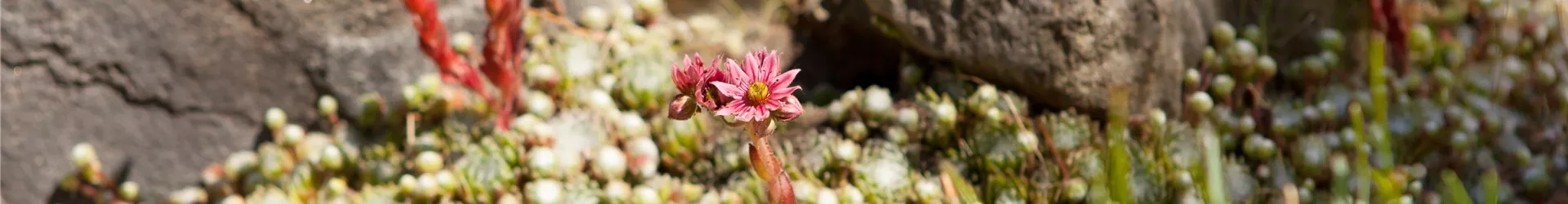 Sempervivum