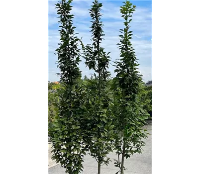 Carpinus betulus 'Lucas'