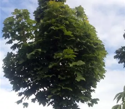 Acer platanoides 'Columnare Typ 2' Acer platanoides 'Columnare Typ 2'