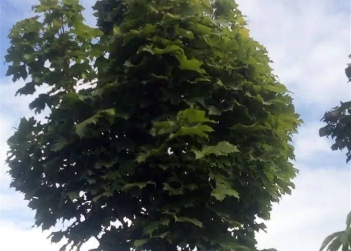 Acer platanoides 'Columnare Typ 2' Acer platanoides 'Columnare Typ 2'