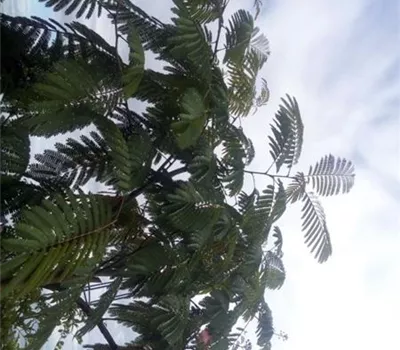 Albizia julibrissin "Ombrella"