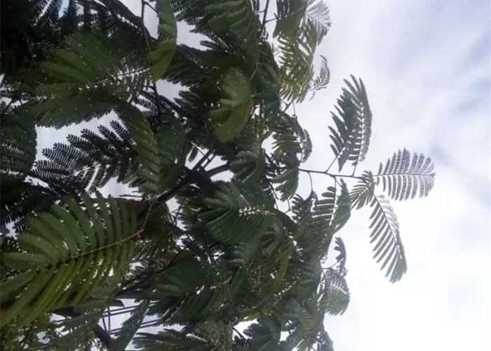 Albizia julibrissin "Ombrella"