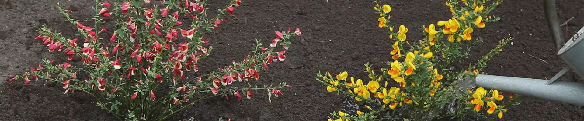 Ginster - Einpflanzen im Garten (thumbnail)