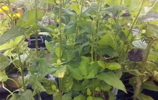 Chelone obliqua Chelone obliqua